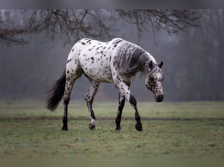 A Dream Secret Appaloosa Stallion Leopard-Piebald in Zutendaal
