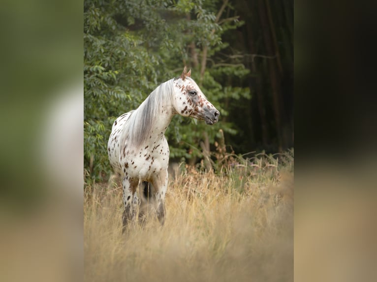 A Dream Secret Appaloosa Stallion Leopard-Piebald in Zutendaal