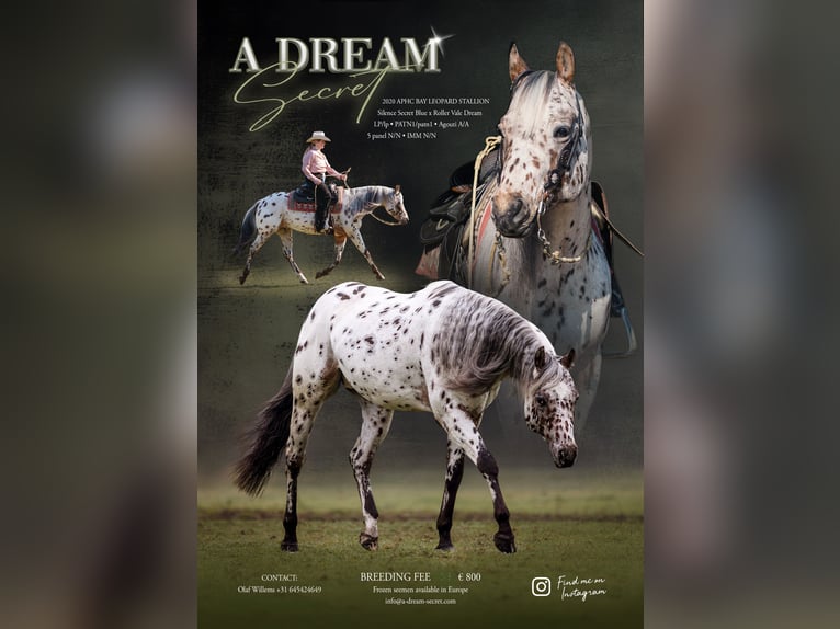 A Dream Secret Appaloosa Stallone Leopard in Zutendaal