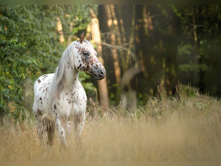 A Dream Secret Appaloosa Stallone Leopard in Zutendaal