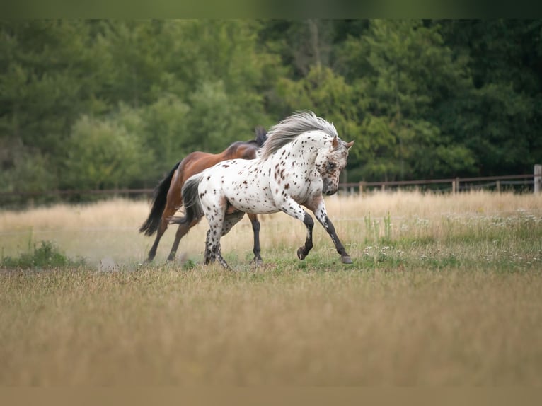A Dream Secret Appaloosa Stallone Leopard in Zutendaal