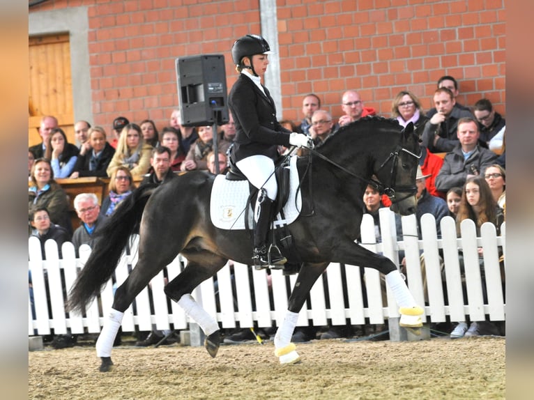 A KIND OF MAGIC Duitse rijpony Hengst Falbe in Paderborn