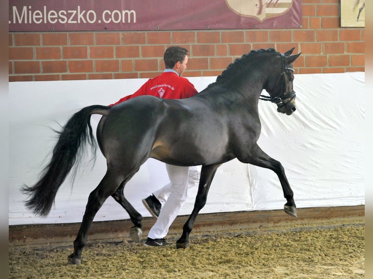 A KIND OF MAGIC Pony tedesco Stallone Falbo in Paderborn