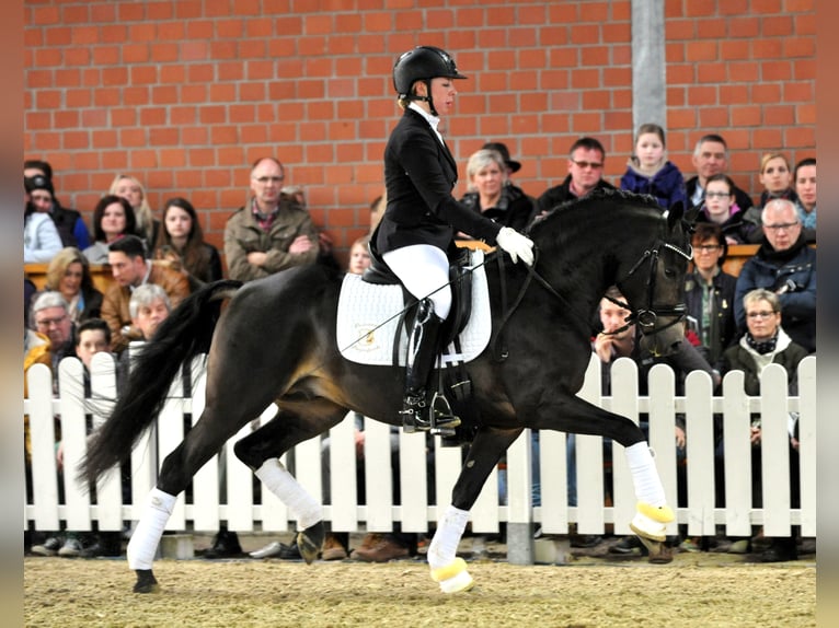 A KIND OF MAGIC Pony tedesco Stallone Falbo in Paderborn