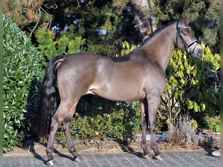 A KIND OF MAGIC Pony tedesco Stallone Falbo in Paderborn
