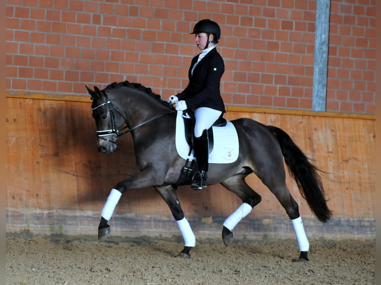 A KIND OF MAGIC Pony tedesco Stallone Falbo in Paderborn