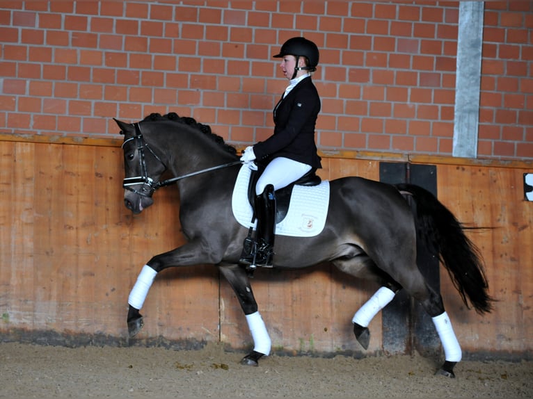 A KIND OF MAGIC Pony tedesco Stallone Falbo in Paderborn
