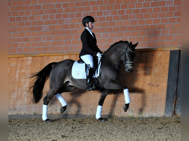A KIND OF MAGIC Pony tedesco Stallone Falbo in Paderborn