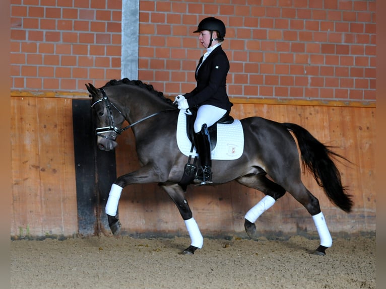 A KIND OF MAGIC Pony tedesco Stallone Falbo in Paderborn