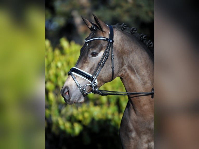 A KIND OF MAGIC Pony tedesco Stallone Falbo in Paderborn