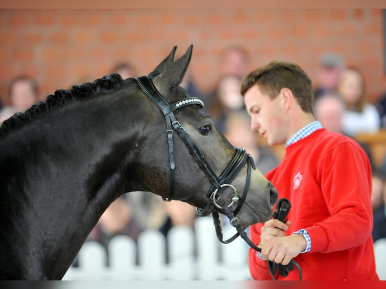 A KIND OF MAGIC Pony tedesco Stallone Falbo in Paderborn