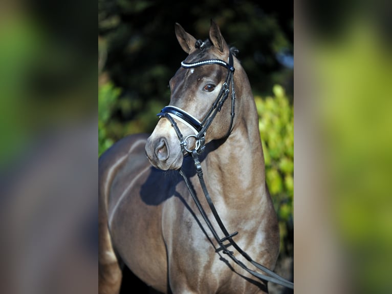 A KIND OF MAGIC Pony tedesco Stallone Falbo in Paderborn