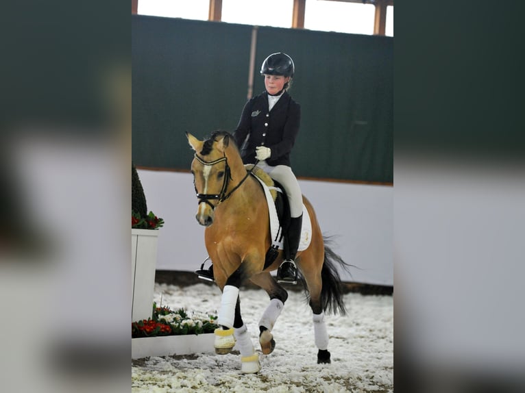 A NEW STAR I NRW Duitse rijpony Hengst Falbe in Paderborn