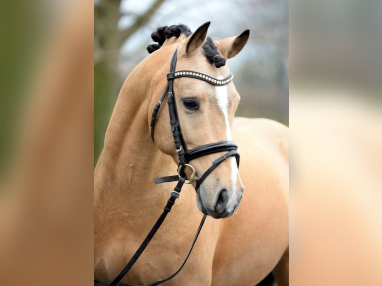A NEW STAR I NRW Duitse rijpony Hengst Falbe in Paderborn