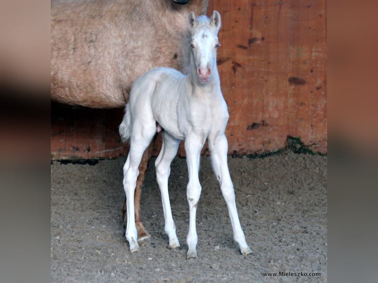 A NEW STAR I NRW German Riding Pony Stallion in Paderborn