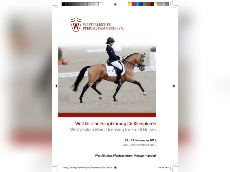 A NEW STAR I NRW German Riding Pony Stallion in Paderborn