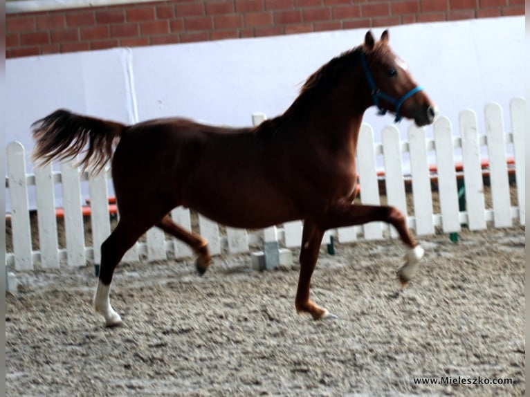A NEW STAR I NRW German Riding Pony Stallion Dun in Paderborn