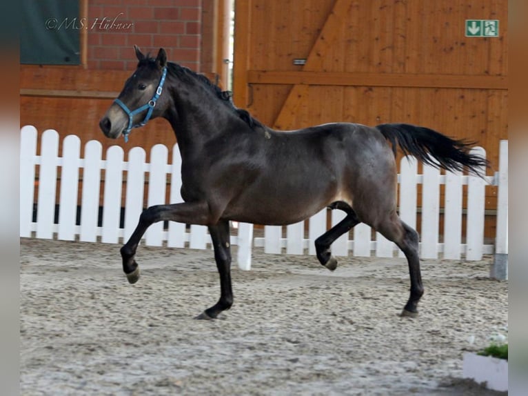 A NEW STAR I NRW Pony tedesco Stallone in Paderborn