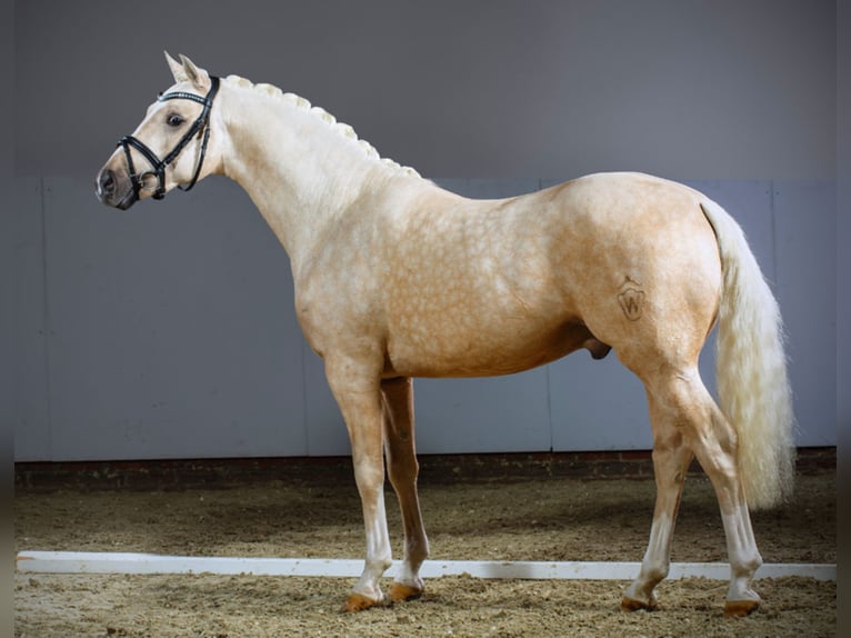 A NEW STAR I NRW Pony tedesco Stallone in Paderborn