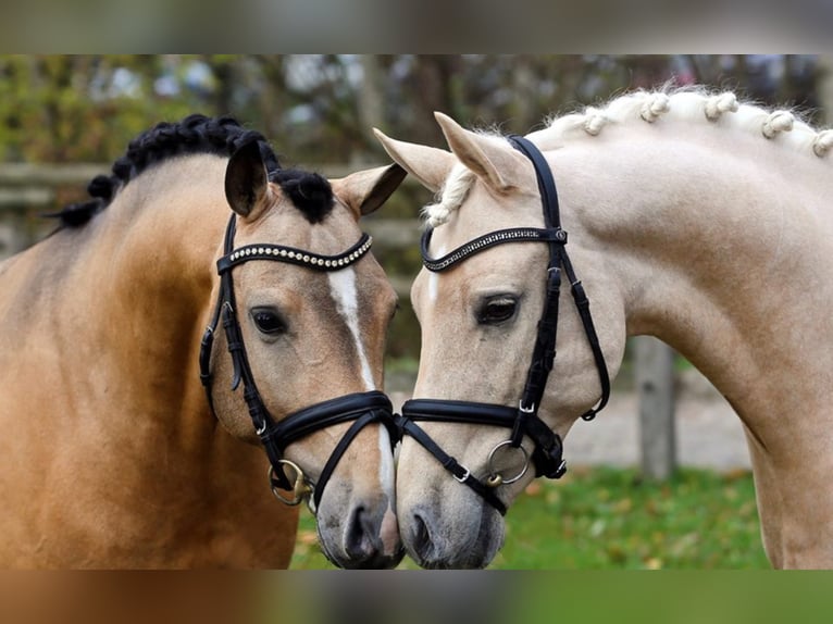 A NEW STAR I NRW Pony tedesco Stallone Falbo in Paderborn