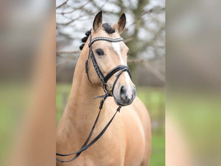 A NEW STAR I NRW Pony tedesco Stallone Falbo in Paderborn