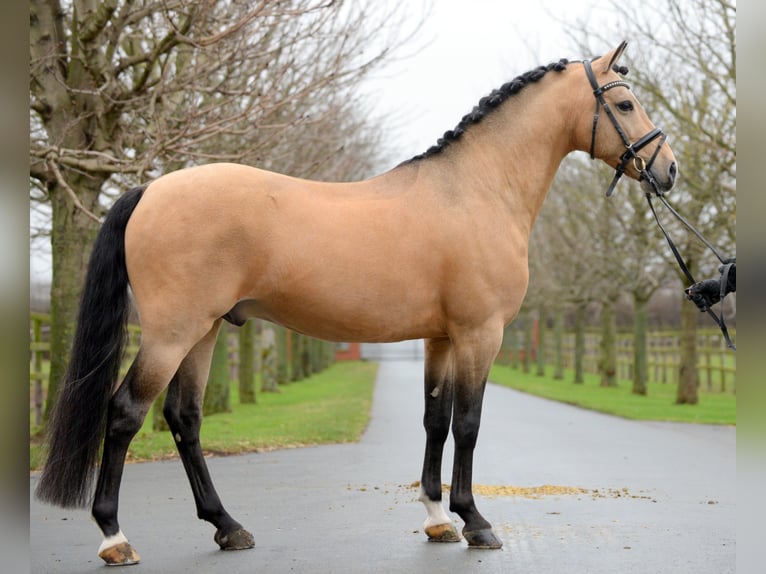 A NEW STAR I NRW Pony tedesco Stallone Falbo in Paderborn