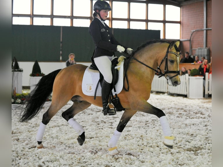A NEW STAR I NRW Pony tedesco Stallone Falbo in Paderborn