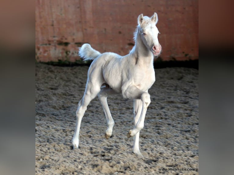 A NEW STAR I NRW Pony tedesco Stallone Falbo in Paderborn