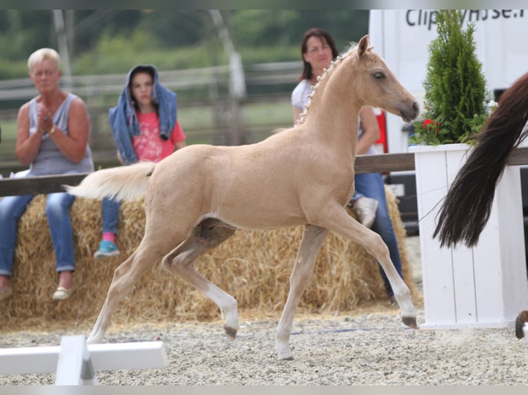 A NEW STAR I NRW Pony tedesco Stallone Falbo in Paderborn