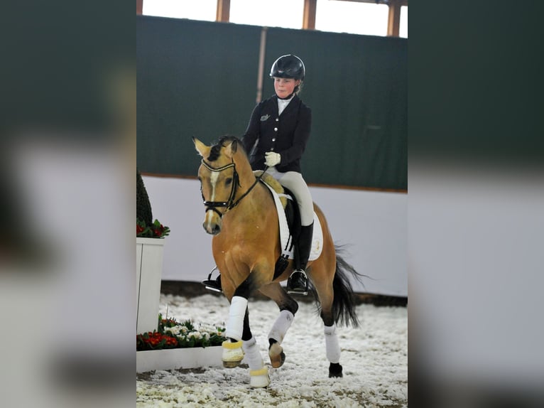 A NEW STAR I NRW Pony tedesco Stallone Falbo in Paderborn