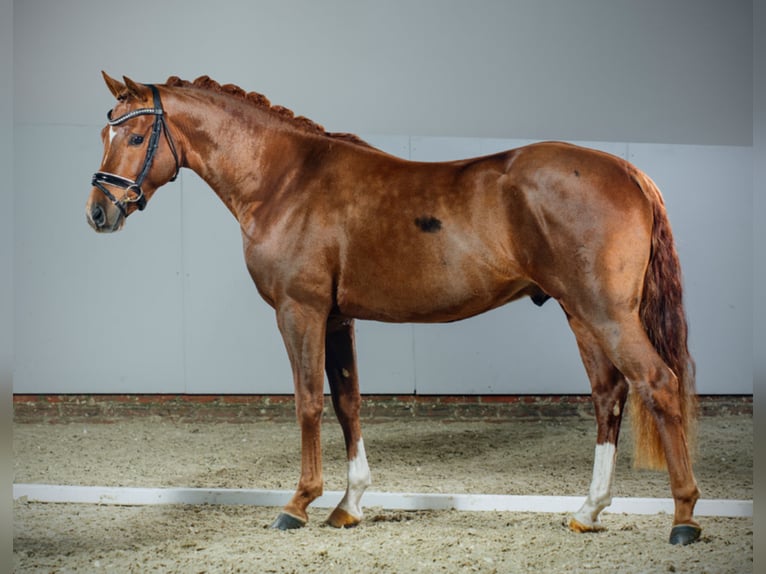 A NEW STAR I NRW Pony tedesco Stallone Falbo in Paderborn