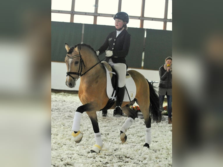 A NEW STAR I NRW Pony tedesco Stallone Falbo in Paderborn