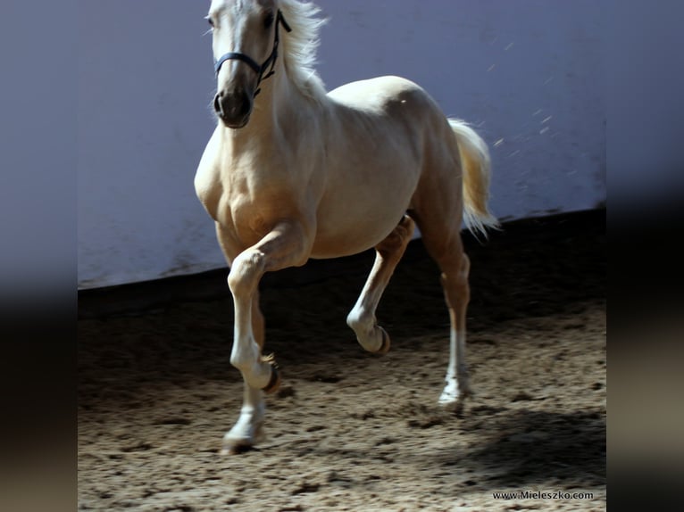 A NEW STAR I NRW Pony tedesco Stallone Falbo in Paderborn