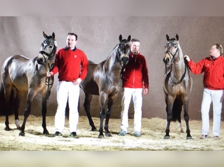 A NEW STAR I NRW Pony tedesco Stallone Falbo in Paderborn