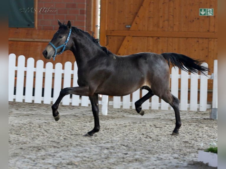 A NEW STAR I NRW Pony tedesco Stallone Falbo in Paderborn