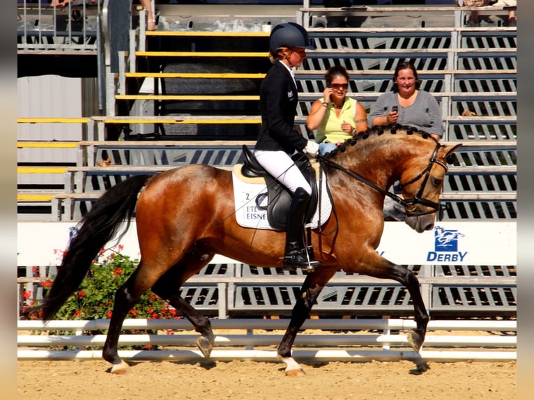 A NEW STAR NRW Duitse rijpony Hengst Falbe in Paderborn