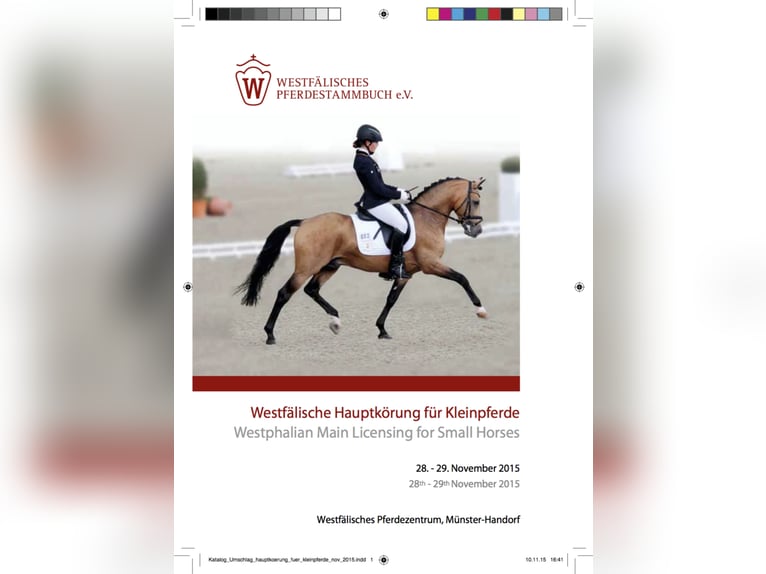 A NEW STAR NRW Duitse rijpony Hengst Falbe in Paderborn