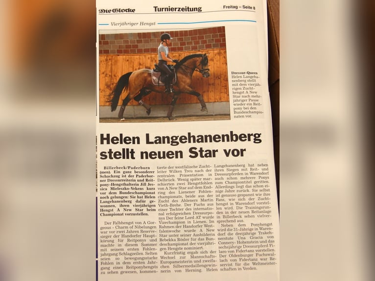 A NEW STAR NRW German Riding Pony Stallion Dun in Paderborn