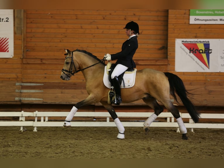 A NEW STAR NRW Niemiecki kuc wierzchowy Ogier Bułana in Paderborn