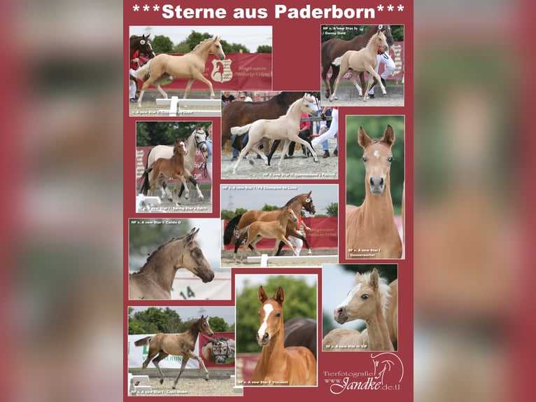 A NEW STAR NRW Pony tedesco Stallone Falbo in Paderborn