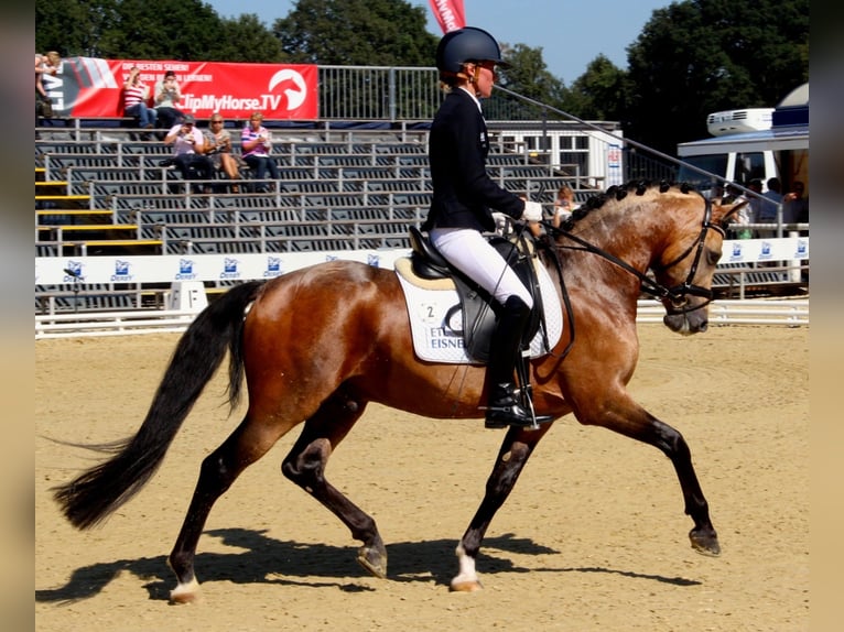 A NEW STAR NRW Pony tedesco Stallone Falbo in Paderborn