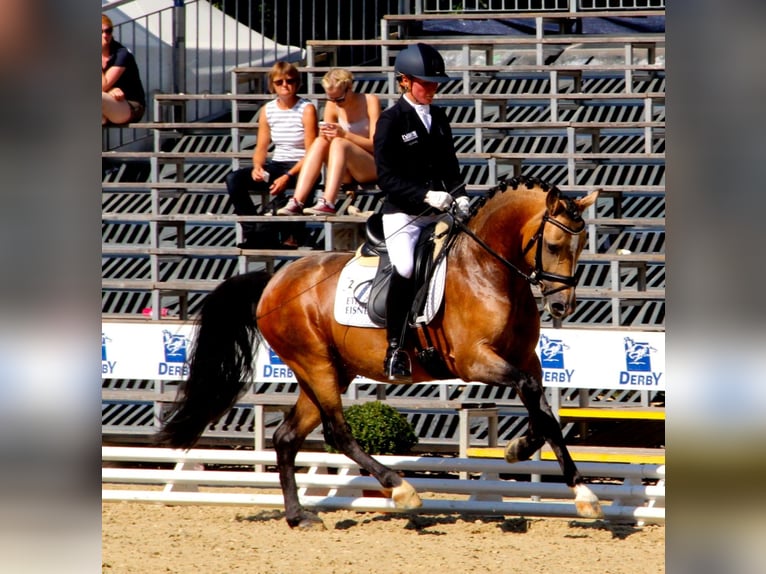 A NEW STAR NRW Pony tedesco Stallone Falbo in Paderborn