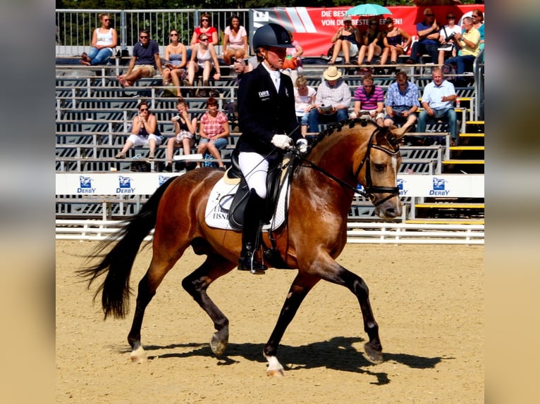 A NEW STAR NRW Pony tedesco Stallone Falbo in Paderborn