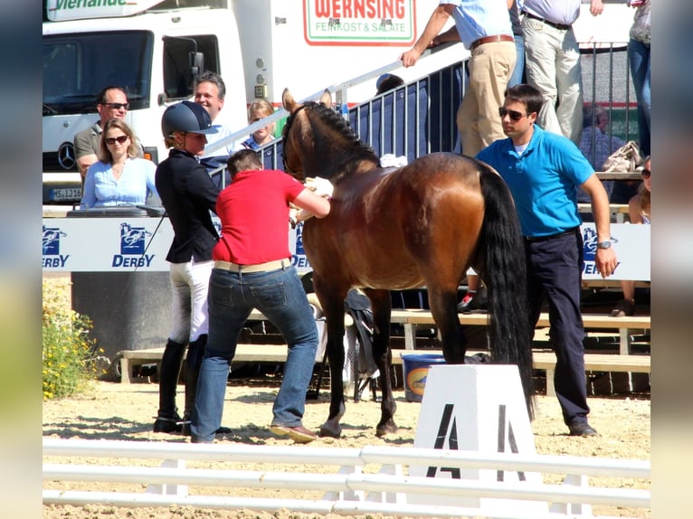 A NEW STAR NRW Pony tedesco Stallone Falbo in Paderborn