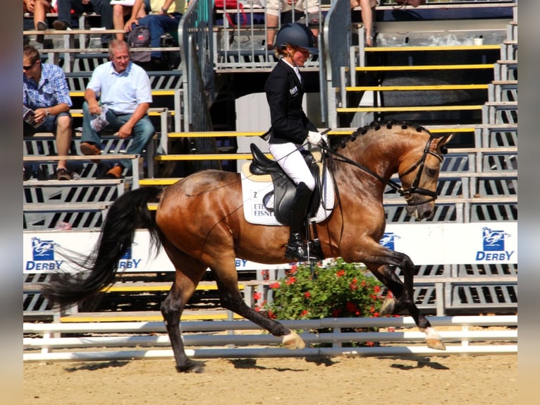 A NEW STAR NRW Pony tedesco Stallone Falbo in Paderborn