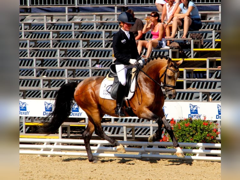 A NEW STAR NRW Pony tedesco Stallone Falbo in Paderborn