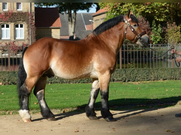 AARO Rheinisch-Deutsches Kaltblut Hengst in Warendorf
