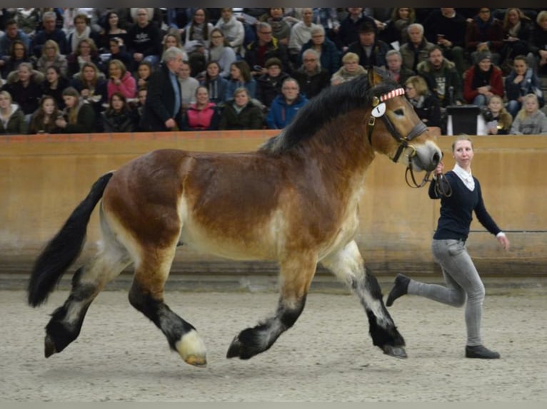 AARO Rijnlandse Duitse Koudbloed Hengst Bruin in Warendorf