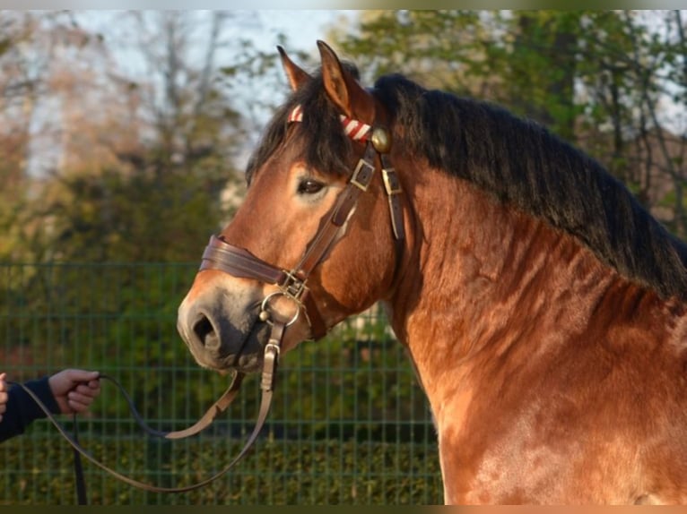 AARO Rijnlandse Duitse Koudbloed Hengst Bruin in Warendorf