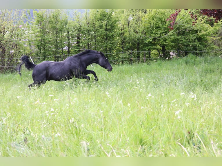 ACDC SPARKLING American Quarter Horse Hengst Rappe in Kaltental
